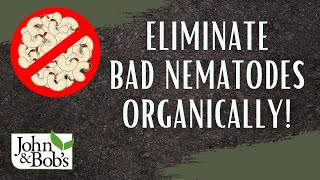 How To Get Rid Of Nematodes  Eliminate Bad Nematodes and Grubs Organically [upl. by Halimeda319]