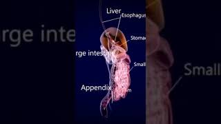 Digestive system organs • Anatomy [upl. by Adnarem]