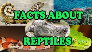 Facts about Reptiles  Science With Kids [upl. by Campy]