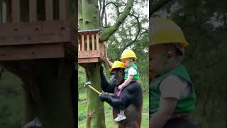 Baby AND Gorilla Build a Tree Together [upl. by Groome465]