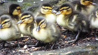 Leyland Ducklings [upl. by Busiek]