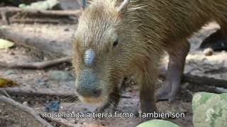 Capibara I Curiosidades [upl. by Egwan]