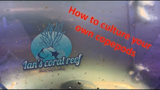 How to culture copepods [upl. by Kciremed]