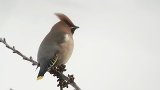 Abingdon Waxwings oxonbirdingblogspotcouk [upl. by Winny220]