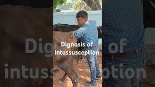 Treatment of intussusception in cowamp BuffaloPKvillagevlogvillagefunnyvideoviralvideoyoutubesho [upl. by Aibat]