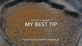 My best live food tip for feeding parent waxbill finches [upl. by Maxa]