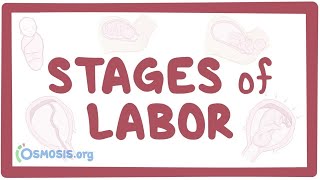 Stages of labor  physiology [upl. by Atled]