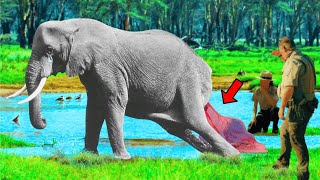 Elephant Gave Birth To Something Rare The Park Rangers Screams When They Noticed Her Offspring [upl. by Ynnek]