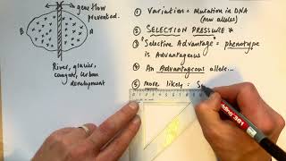 Origin of species parapatric speciation evolution part 7 speciation 3 [upl. by Milena890]