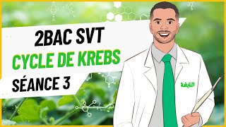 Séance 3  Cycle de KREBS 2Bac SVT [upl. by Aiak]