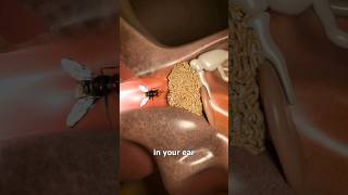 insects earworm science youtubeshorts [upl. by Reppart]