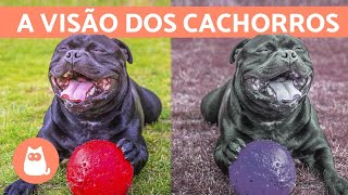 Como os CACHORROS ENXERGAM e quais cores eles veem [upl. by Issej]