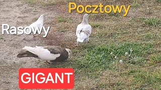 Gołąb Gigant gołębie słaba jakość dźwięku pigeon ewak7702 [upl. by Cariotta]