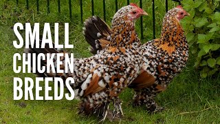 15 Small Chicken Breeds and How to Recognize Them [upl. by Lledo]