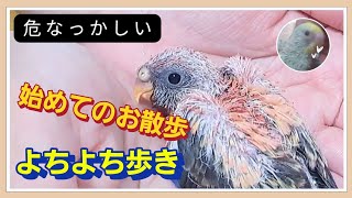 【アキクサインコ】始めての食後の散歩が可愛い過ぎました [upl. by Iene]