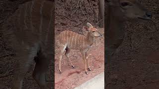 Nyala antelope ampBulls nature anelope [upl. by Esdnyl89]