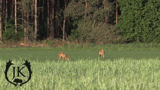 Jagd im Frühjahr auf Rehbock und Sauen  Grenadier  Jagdkrone [upl. by Nirot]