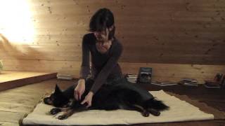 Tier Shiatsu Schule ME beim Hund [upl. by Catharina]