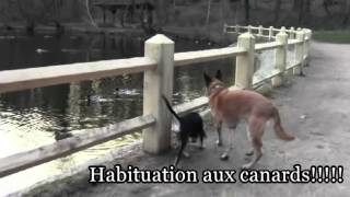 Habituation  sensibilisation dans la familiarisation du chiot [upl. by Novihs]