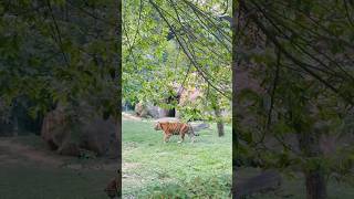 ZOO IN bangalore😱😱shortsfeed zoo pets tourism love animalsshorts bannerghattanationalpark [upl. by Domeniga]