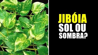 JIBÓIA GOSTA DE SOL OU SOMBRA [upl. by Neerhtak112]