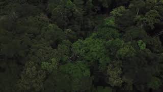 Imágenes tomadas con dron en los bosques de la Amazonía de Loreto 4 [upl. by Lleruj]