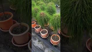 SHE OAK Plant look like Hair plants landscap plantlover garden gardening casuarina shorts [upl. by Nilsoj]