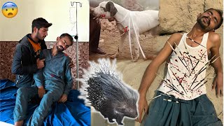 Porcupine Animals l Say l Ny Hamla Kr Diya [upl. by Onifled33]