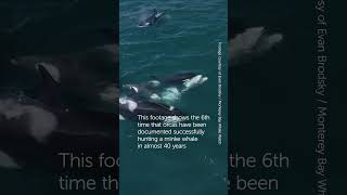 Rare Footage of 30 Orcas Attacking a Minke Whale [upl. by Elia]