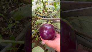 Harvesting Organic Brinjals from Our Rooftop Garden – Fresh and ChemicalFree organic bringle [upl. by Assennav]