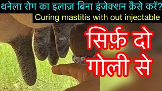 Treatment of mastitis with out injectable l बिना इंजेक्शन लगाएँ थनेला ठीक करें l dr umar khan [upl. by Akyre]