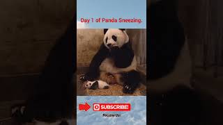 Panda Sneezing fyp funny nature [upl. by Lowry]