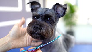 SCHNAUZER GROOMING ❤️❤️Sooo adorable [upl. by Michell]