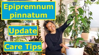 Epipremnum pinnatum  Update amp Care Tips [upl. by Ahsiened]