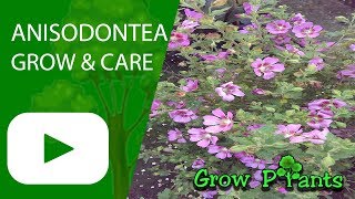 Anisodontea  Grow and care slightly strawberry [upl. by Ecnal213]