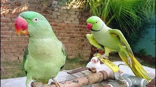 Parrots Morning Meeting [upl. by Ronalda753]