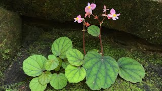 Musim Berbunga Begonia sinuata [upl. by Eldwin]