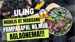 AMAZING USES OF CHARCOALULING ON OUR PLANTS [upl. by Assile]