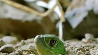 Green Iguana Documentry Part 1 [upl. by Acila]