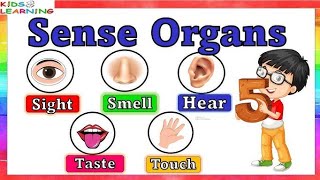 Sense organs  Five sense  Sense organs name for kids [upl. by Loutitia945]