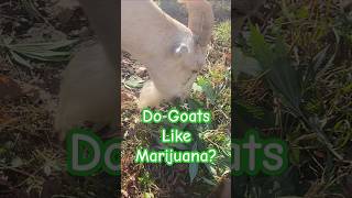 Do Goats Like MaryJane [upl. by Lombardi]