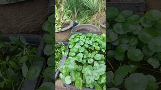 Gotukola Wagawa  Centella Asiatica  Pennywort Farming gardening gotukola [upl. by Tiat]