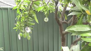 Protect your fruit trees from birds and possum using this simple method [upl. by Atrebor]