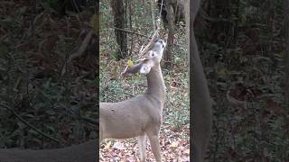 Working on a mock scrape hunting deerhunting deer [upl. by Rennane]