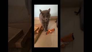 26funny cat pet catcat catshorts funnycats catvideos foryou fyp fypシ゚viral fypyoutube [upl. by Aliam]