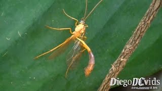 Enicospilus sp  Ichneumon Wasp  vespadelgada Ophioninae [upl. by Earal451]