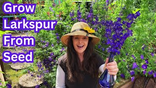 Larkspur Flowers Growing Tips amp Harvesting Seeds💜 [upl. by Shell]