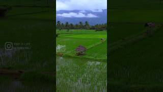 Kollengode Monsoon morning  Kerala Most beautiful village kerala rain [upl. by Saire377]