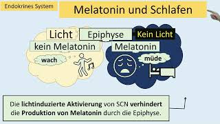 endokrines system [upl. by Alpers]