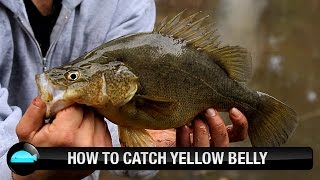 How To Catch Yellow Belly Using Lures  We Flick Fishing Videos [upl. by Ezalb]